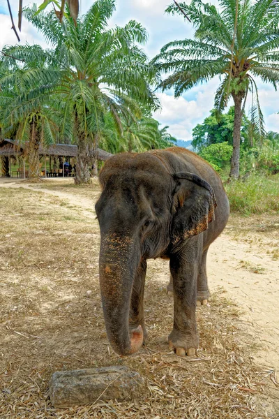 Día Con Elefantes Krabi Elephant House Sanctuary Tailandia Destino Viaje — Foto de Stock