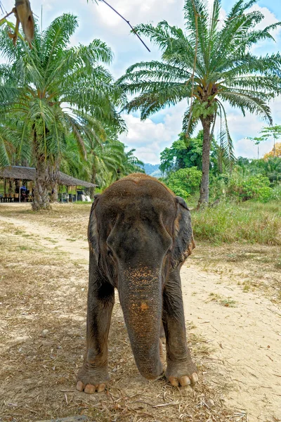 クラビ象の家サンクチュアリで象と一日 クラビ地域の旅行先 2020年1月27日 — ストック写真