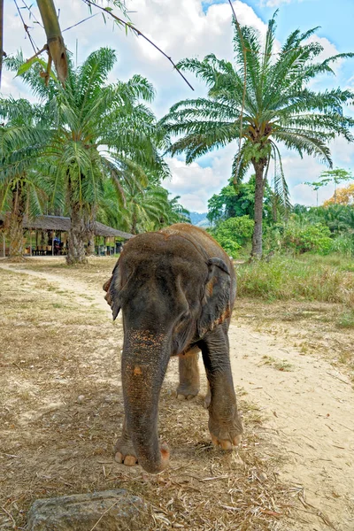 Den Slony Krabi Elephant House Asylum Thajsko Cestovní Destinace Oblasti — Stock fotografie