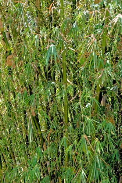 Bambu Bakgrund Full Storlek Bambu Tropisk Skog — Stockfoto