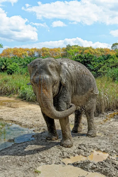 Bain Avec Des Éléphants Sanctuaire Krabi Elephant House Thaïlande Destination — Photo