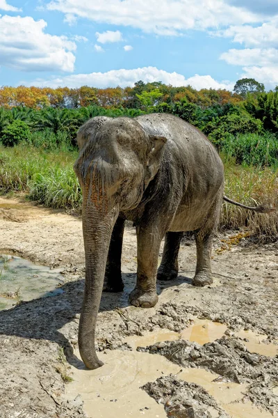 Bain Avec Des Éléphants Sanctuaire Krabi Elephant House Thaïlande Destination — Photo