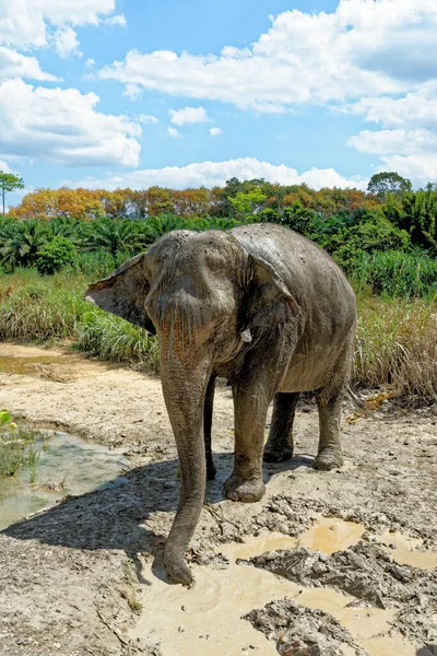 Bain Avec Des Éléphants Sanctuaire Krabi Elephant House Thaïlande Destination — Photo