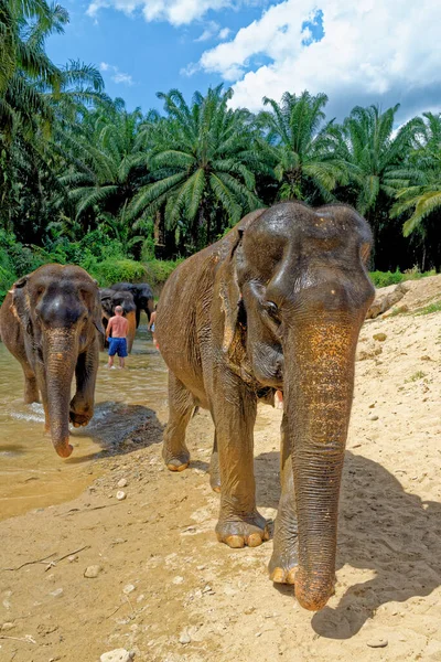 Ванна Слонами Заповеднике Дом Слонов Таиланде Путешествие Краби Января 2020 — стоковое фото