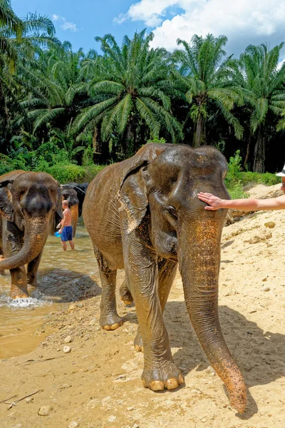 Baño Con Elefantes Krabi Elephant House Sanctuary Tailandia Destino Viaje — Foto de Stock