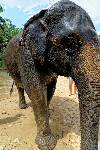 在泰国Krabi大象之家保护区与大象一起洗澡 Krabi地区旅游目的地 2020年1月27日 — 图库照片