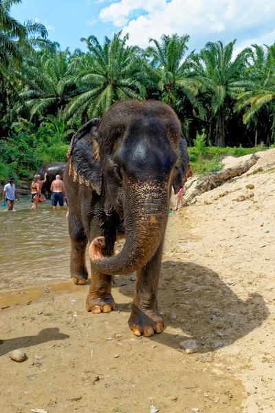 Bain Avec Des Éléphants Sanctuaire Krabi Elephant House Thaïlande Destination — Photo
