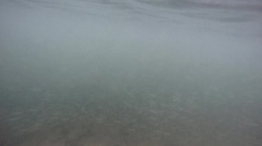 Sardalya Piyadeleri - Andaman Denizi 'nin yüzeyinde - Phang Nga Adası - Ko Lao La Ding - Tayland