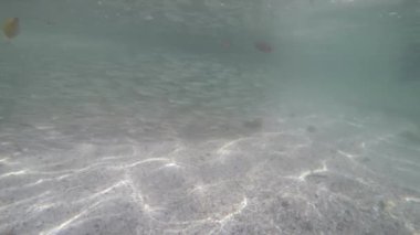 Sardalya Piyadeleri - Andaman Denizi 'nin yüzeyinde - Phang Nga Adası - Ko Lao La Ding - Tayland