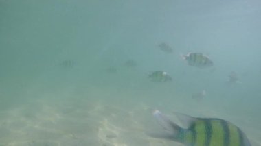 Başçavuş Abudefduf vaigiensis Andaman Denizi 'nin yüzeyinde görüldü - Phang Nga Adası - Ko Lao La Ding - Tayland