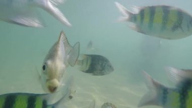 Başçavuş Abudefduf vaigiensis Andaman Denizi 'nin yüzeyinde görüldü - Phang Nga Adası - Ko Lao La Ding - Tayland