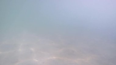 Başçavuş Abudefduf vaigiensis Andaman Denizi 'nin yüzeyinde görüldü - Phang Nga Adası - Ko Lao La Ding - Tayland