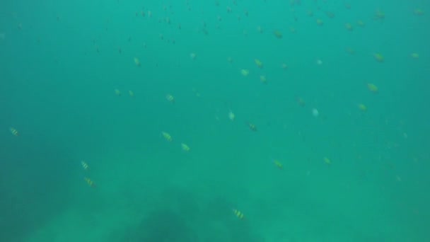Поверхности Андаманского Моря Замечена Крупная Рыба Abudefduf Vaigiensis Остров Пхангнга — стоковое видео