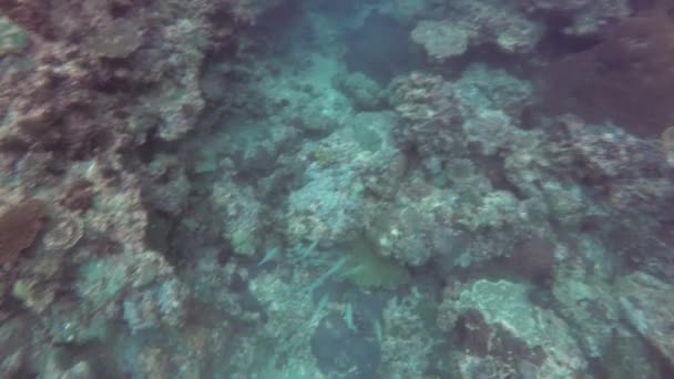 Sergent Major Fish Abudefduf Vaigiensis Visto Superfície Mar Andamão Ilha — Vídeo de Stock