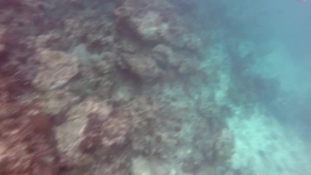 Sergent Major Fish Abudefduf Vaigiensis Visto Superfície Mar Andamão Ilha — Vídeo de Stock