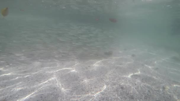 Sardine Fusiliers Visto Superficie Del Mar Andamán Isla Phang Nga — Vídeo de stock