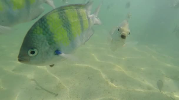 Sergentes Peces Mayores Abudefduf Vaigiensis Visto Superficie Del Mar Andamán — Vídeos de Stock