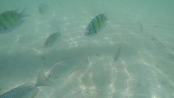 Sergent Major Fish Abudefduf Vaigiensis Visto Superfície Mar Andamão Ilha — Vídeo de Stock