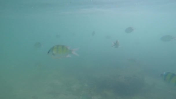 在安达曼海表面观察到的主要伺服鱼类Abudefduf Vaigiensis Phang Nga Island Lao Ding — 图库视频影像