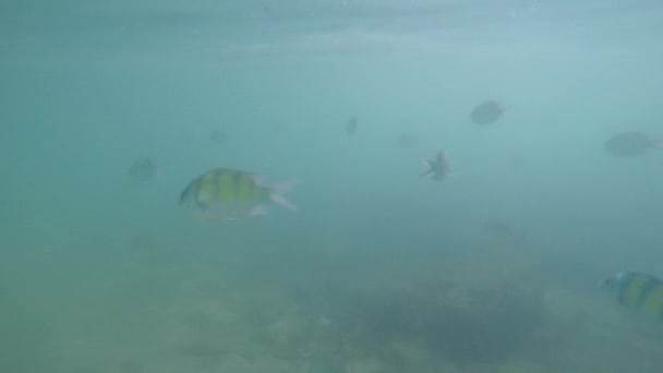 Sergent Major Fish Abudefduf Vaigiensis Visto Superfície Mar Andamão Ilha — Vídeo de Stock