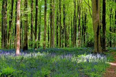 BlueBell 'ler ve saklanma yerleri West Woods, Nr Marlborough, Wiltshire, İngiltere, Birleşik Krallık