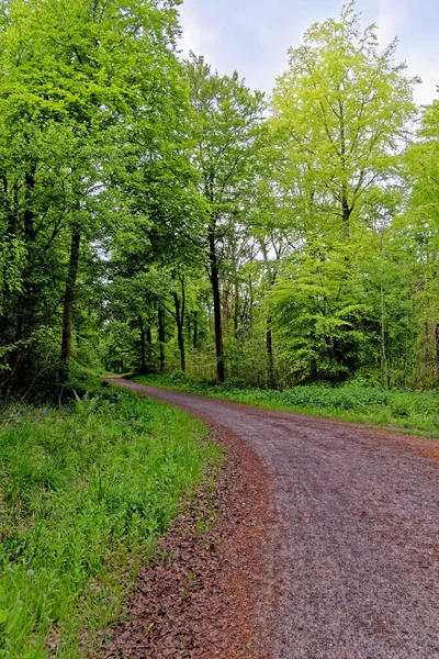 Caminho West Woods Perto Marlborough Wiltshire Inglaterra Reino Unido — Fotografia de Stock