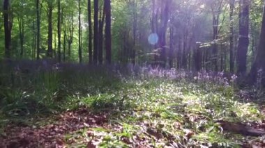 Marlborough, Wiltshire, İngiltere yakınlarındaki West Woods 'ta yürüyüş