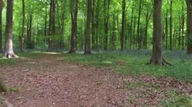 Marlborough, Wiltshire, İngiltere yakınlarındaki West Woods 'ta yürüyüş