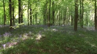 Marlborough, Wiltshire, İngiltere yakınlarındaki West Woods 'ta yürüyüş