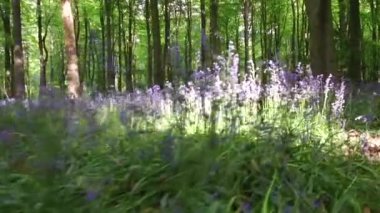 Marlborough, Wiltshire, İngiltere yakınlarındaki West Woods 'ta yürüyüş