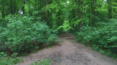 Marlborough, Wiltshire, İngiltere yakınlarındaki West Woods 'ta yürüyüş