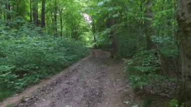 Marlborough, Wiltshire, İngiltere yakınlarındaki West Woods 'ta yürüyüş
