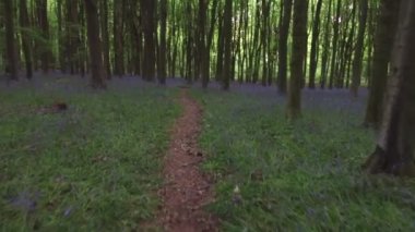 Marlborough, Wiltshire, İngiltere yakınlarındaki West Woods 'ta yürüyüş