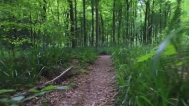 Marlborough, Wiltshire, İngiltere yakınlarındaki West Woods 'ta yürüyüş