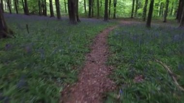 Marlborough, Wiltshire, İngiltere yakınlarındaki West Woods 'ta yürüyüş