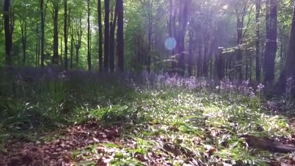 Прогулянка Західному Лісі Поблизу Марлборо Графство Вілтшир Англія Велика Британія — стокове відео