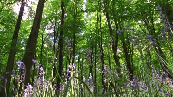 Walking West Woods Marlborough Wiltshire Inghilterra Regno Unito — Video Stock