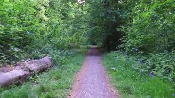 Walking West Woods Marlborough Wiltshire Inghilterra Regno Unito — Video Stock