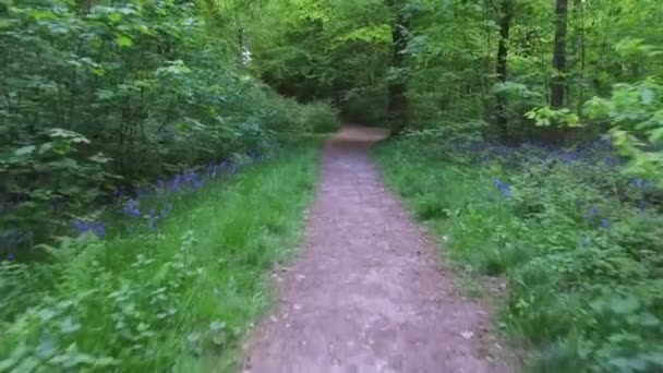 Walking West Woods Marlborough Wiltshire Inghilterra Regno Unito — Video Stock