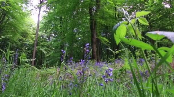 イギリス ウィルトシャー州マールボロ近くの西の森を歩く United Kingdom — ストック動画