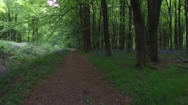 Paseando Por West Woods Cerca Marlborough Wiltshire Inglaterra Reino Unido — Vídeo de stock