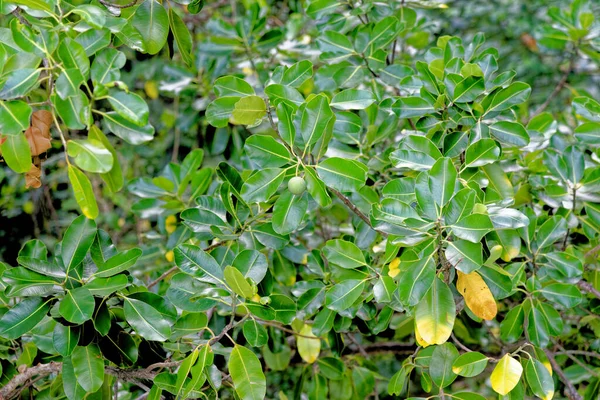 Frutos Ficus Árvore Macrófila Frutos Vegetação Natural — Fotografia de Stock