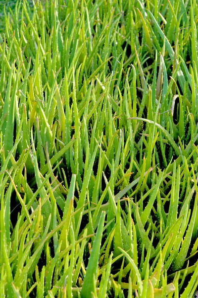Aloe Vera Blad Aloe Barbadensis Som Växer Grön Ekologisk Grönsaksträdgård — Stockfoto