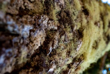 Tongass Ulusal Ormanı, Juneau, Alaska yakınlarındaki bir çam ağacının gövdesinde Lichens ve Yosses.