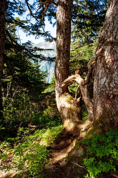 Forest View Tongass National Forest Juneau Alaska Usa — 스톡 사진