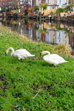 Kuğu, Kennet Nehri kıyısında, Berkshire - Birleşik Krallık