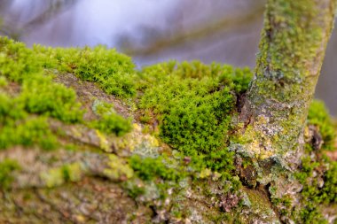 Bir sandıktaki Lichens ve Yosunlar - Birleşik Krallık - Okuyor -