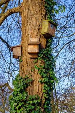 Ormandaki bir ağaca bağlı ahşap kuş evi.