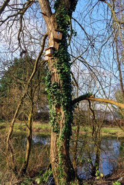 Ormandaki bir ağaca bağlı ahşap kuş evi.
