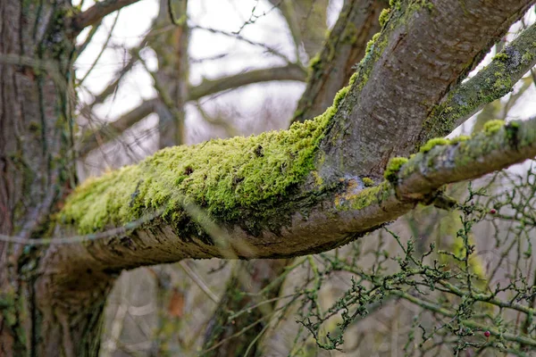 Lichens Musgos Tronco Reading Reino Unido — Foto de Stock